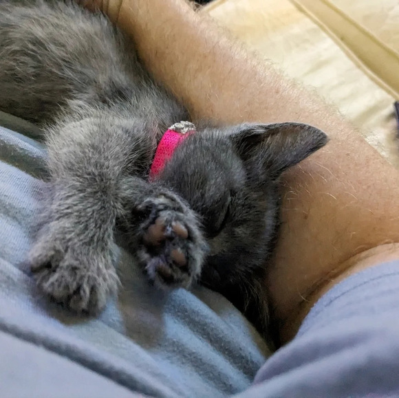 Wooden hand carved kitty cat feline figurine statue in multi-color - Picture 12 of 12